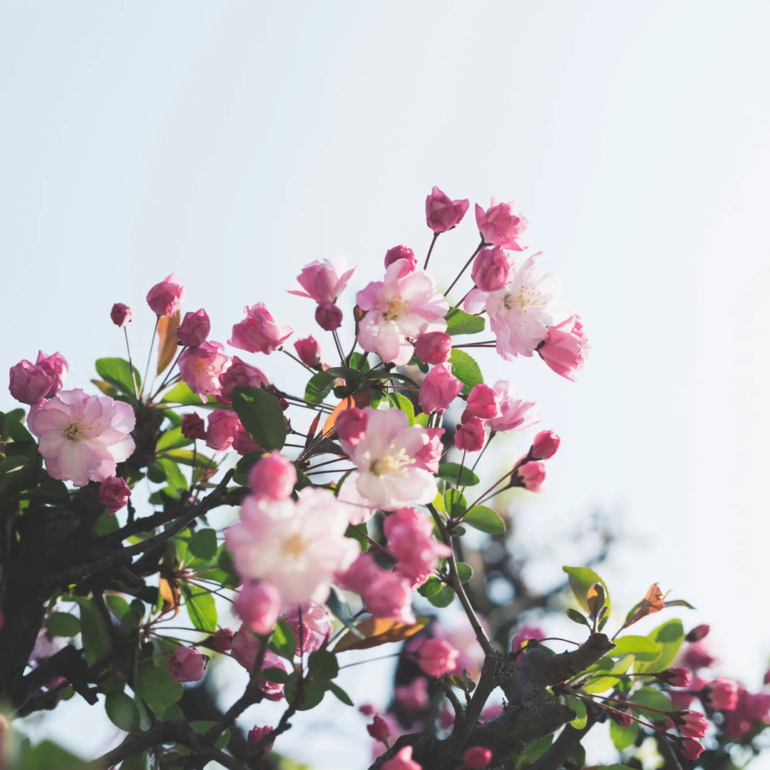 Ein Foto von frühlingshaften rosafarbenen Blumen vor blauem Himmel.