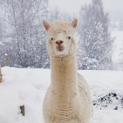 Ein Alpaka im Schnee.